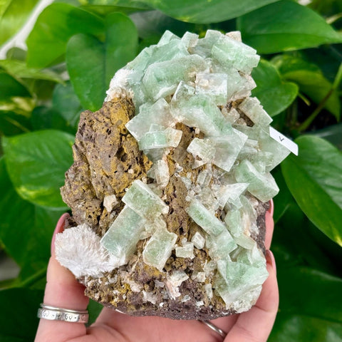 Green Tea Apophyllite V 22 - Kenna's Crystals from TikTok