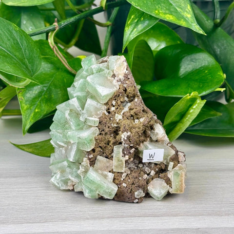 Green Tea Apophyllite W 23 - Kenna's Crystals from TikTok