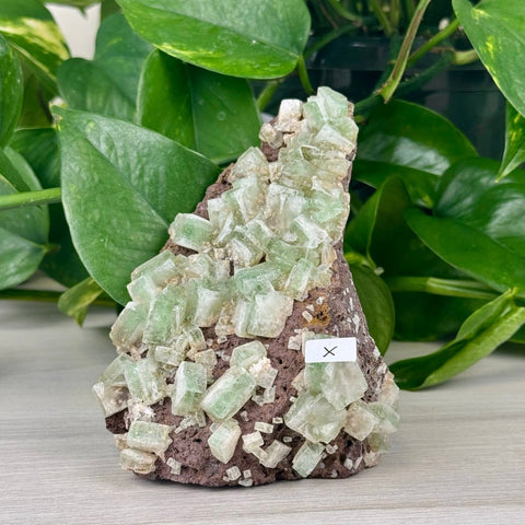 Green Tea Apophyllite X 24 - Kenna's Crystals from TikTok