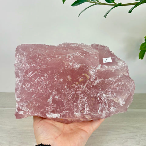 Large, raw chunk of translucent pink rose quartz held in a hand, featuring a textured surface and an A-labeled sticker.