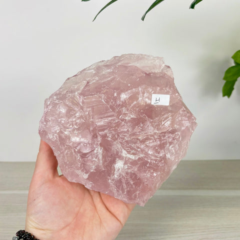 Large, raw chunk of translucent pale pink rose quartz held in a hand against a neutral background.