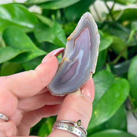 Hand holding a polished individual agate slice with concentric purple, white, and gray bands.