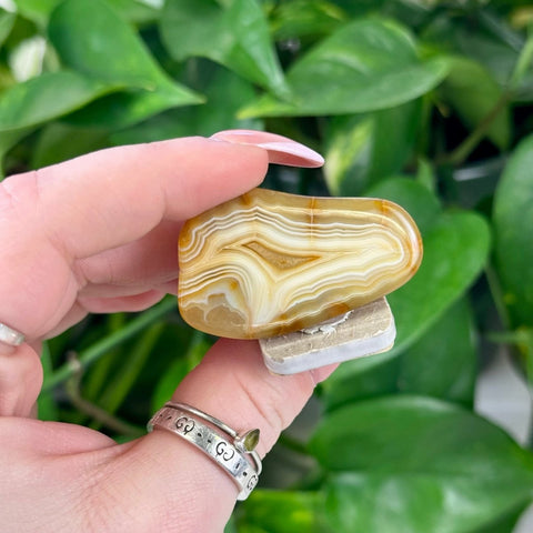 Polished individual agate with swirling bands of warm brown, tan, and white, held against green foliage.