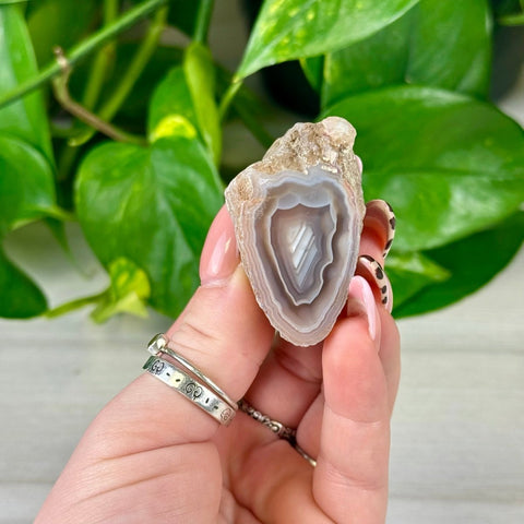 Polished individual agate slice with white, gray, and brown bands, held against green foliage.