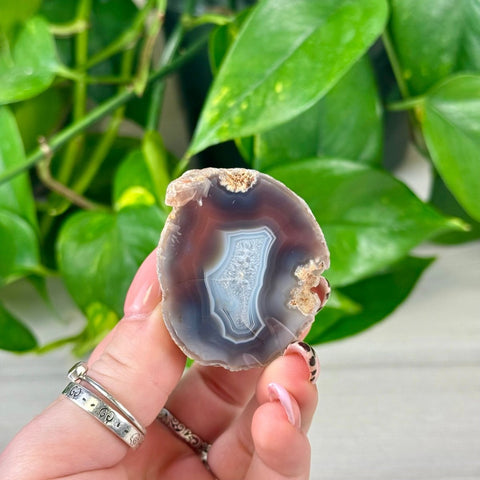 Polished L-variant agate slice with white, blue, brown, and gray bands, held against green leaves.
