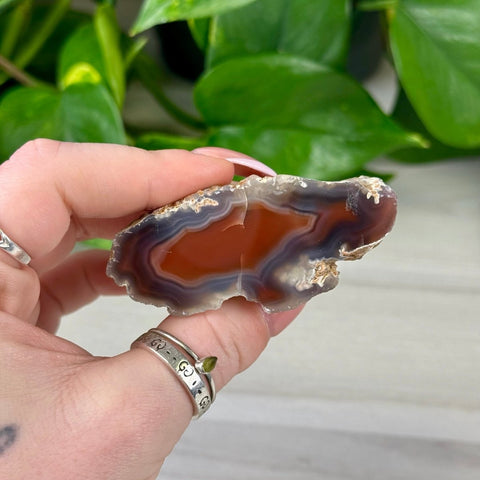 Polished S-variant agate slice with deep red, purple, and white bands, held against green leaves.