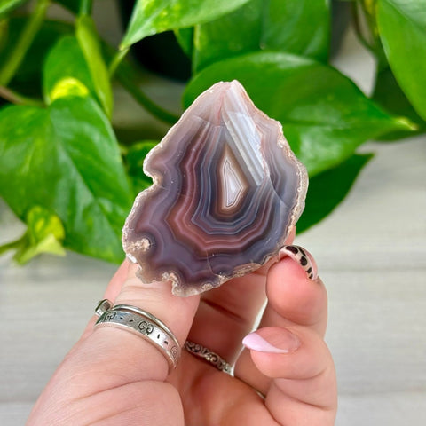 Polished individual agate slice with concentric purple, white, and brown bands, held against green leaves.
