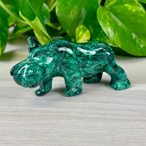 Malachite Animal Carvings Hippo - 155 10 - Kenna's Crystals from TikTok