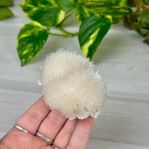 Mesolite Snowball Specimen N 14 - Kenna's Crystals from TikTok
