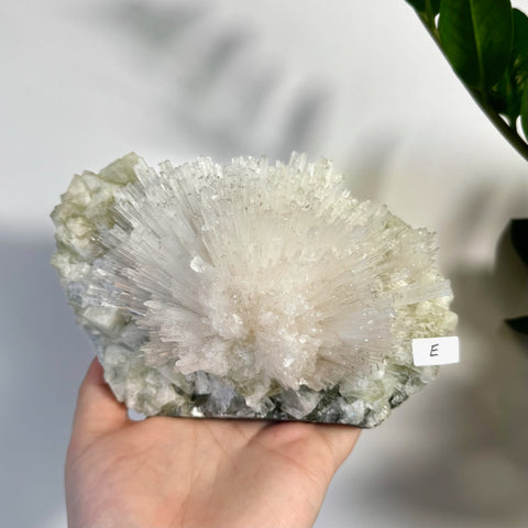 Hand holding a large minty green apophyllite and scolecite crystal cluster with radiating white needles.