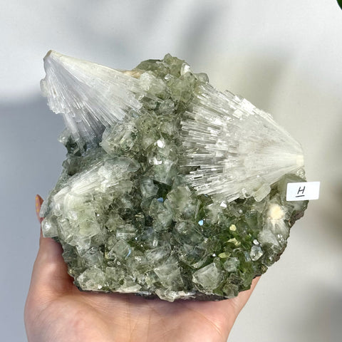 Minty green apophyllite with white scolecite crystals held in a hand.