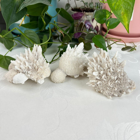 Mordenite Specimen 44 2 - Kenna's Crystals from TikTok