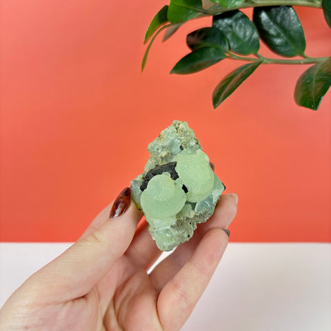 Hand holding a botryoidal light green prehnite cluster with dark epidote inclusions against a coral background.