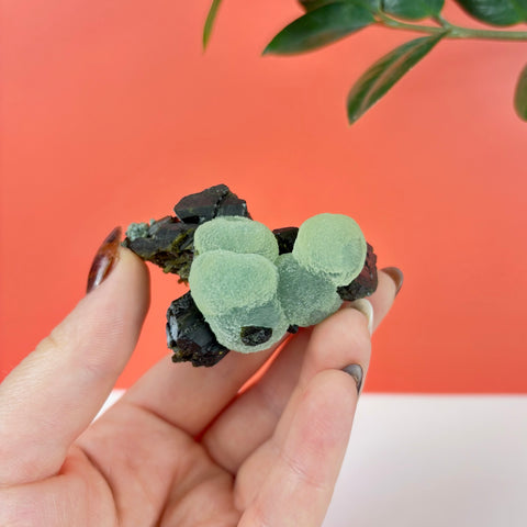Hand holding a botryoidal light green prehnite cluster with dark, angular epidote crystals against a coral background.