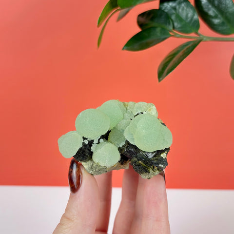 Botryoidal light green prehnite bubbles clustered on dark, needle-like epidote crystals held in a hand.