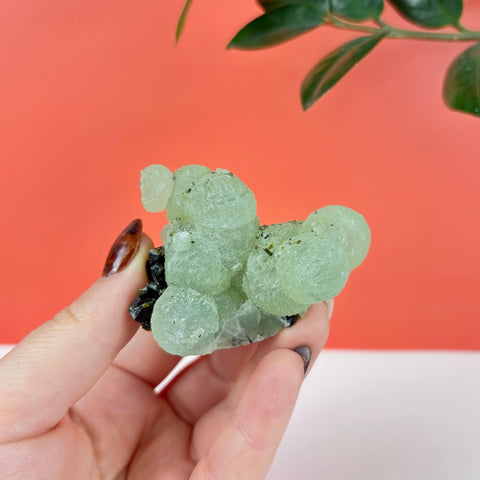 Hand holding a cluster of pale green botryoidal prehnite bubbles with dark epidote inclusions against a coral background.