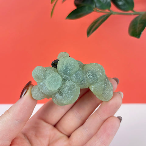 Botryoidal pale green prehnite crystal cluster with dark epidote accents held in a hand against a red background.