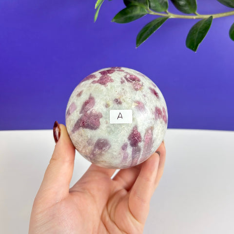 Hand holding a polished pink tourmaline sphere with white quartz matrix and a small letter A label.
