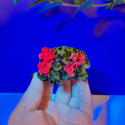 Poison Daisies - Kenna's Crystals