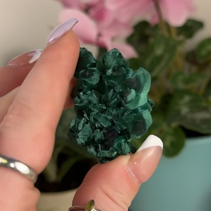 Velvet Malachite
