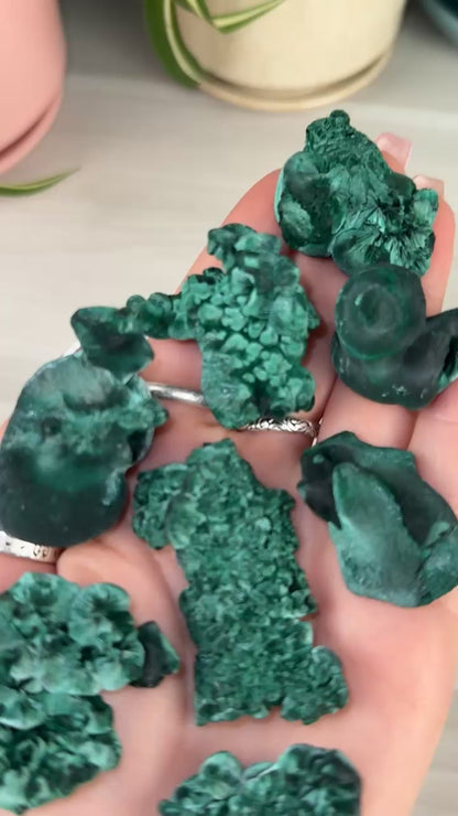 Velvet Malachite