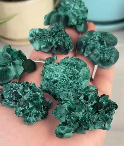 Velvet Malachite