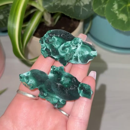 Velvet Malachite
