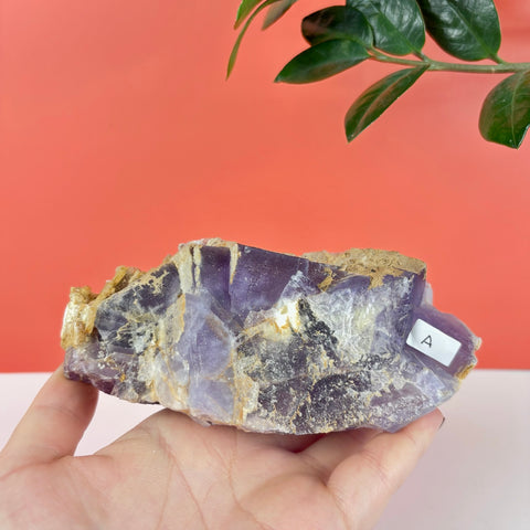 Handheld raw purple prism fluorite crystal specimen with natural mineral textures and a small label against a coral background.