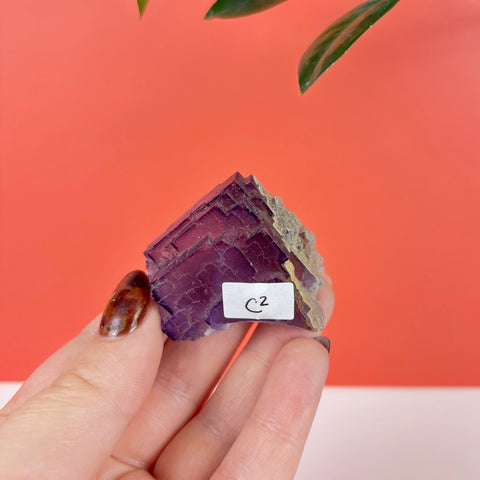 Hand holding a deep purple cubic fluorite crystal cluster with geometric patterns against a coral background.