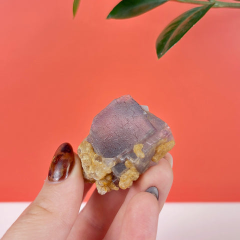 Hand holding a raw purple prism fluorite crystal with textured golden matrix against a vibrant coral background.