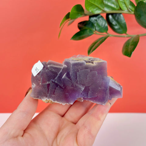 Deep purple cubic fluorite crystal cluster held in a hand against a red background with green leaves.