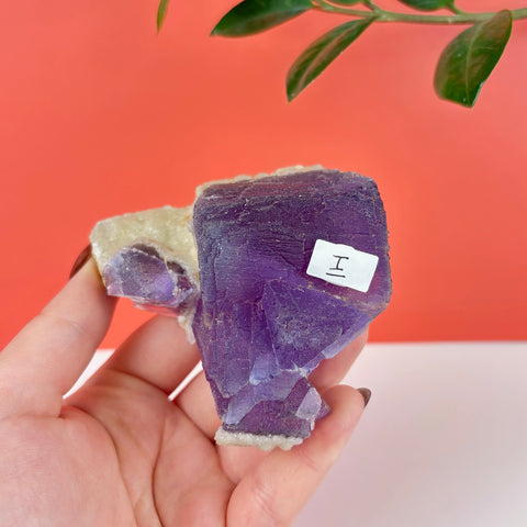 Deep purple cubic fluorite crystal cluster with a white mineral base held in a hand against a red background.