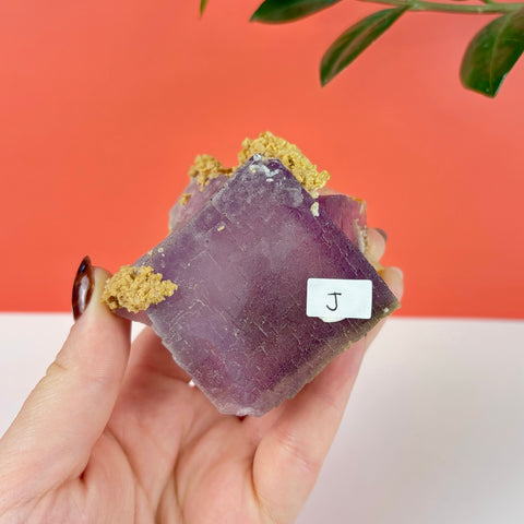 Handheld purple cubic fluorite crystal cluster with tan mineral deposits against a coral background.