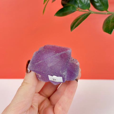 Hand holding a raw, deep purple fluorite crystal specimen with geometric facets against a coral background.