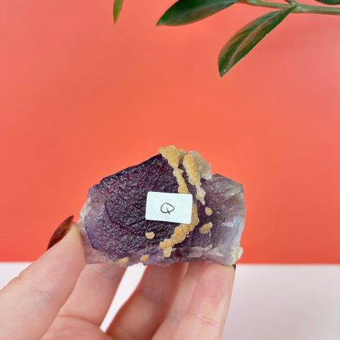 Deep purple raw fluorite crystal specimen with textured yellow mineral deposits held against a coral background.