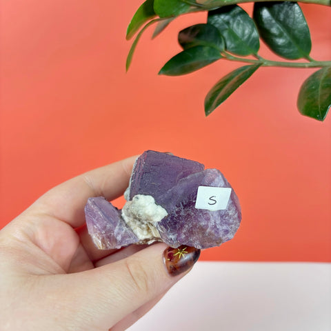 Hand holding a purple prism fluorite crystal cluster with white mineral inclusions against a bright orange background.