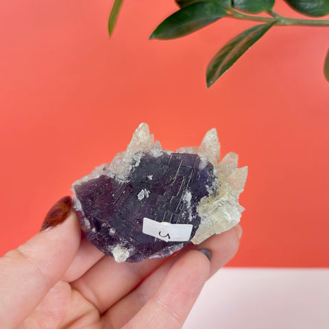 Deep purple cubic fluorite crystal cluster with white mineral accents held in a hand against a coral background.