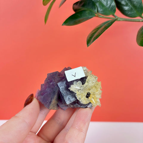 Hand holding a deep purple cubic fluorite crystal cluster with contrasting yellow calcite formations.