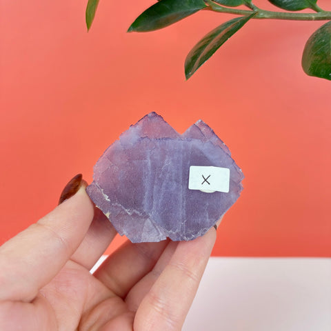 Hand held purple prism fluorite crystal slice with a translucent, geometric layered structure against a coral background.
