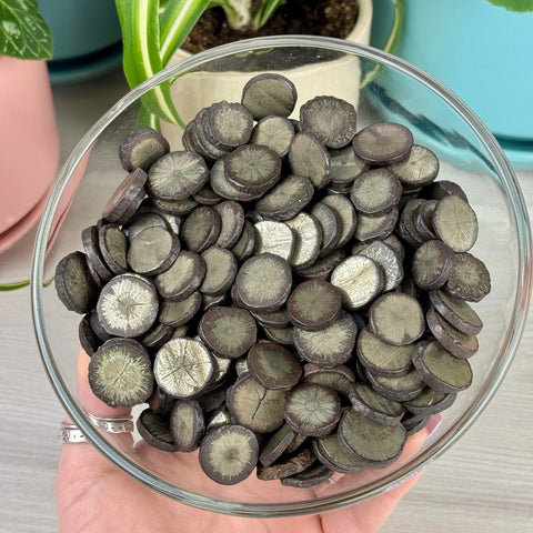 Pyrite Firework 2 - Kenna's Crystals from TikTok