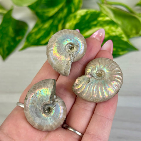 Rainbow Ammonite 55 2 - Kenna's Crystals from TikTok