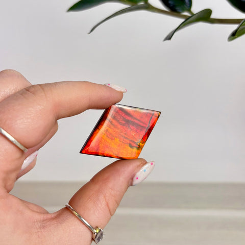 Rare Ammolite Cabochon