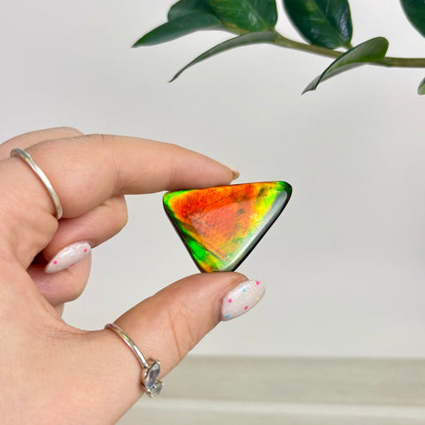 Rare Ammolite Cabochon