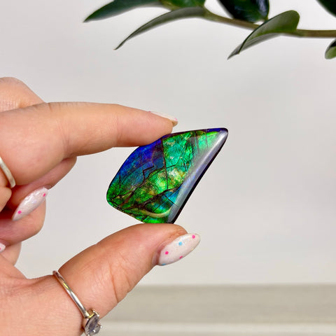 Rare Ammolite Cabochon