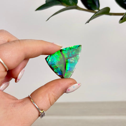 Rare Ammolite Cabochon