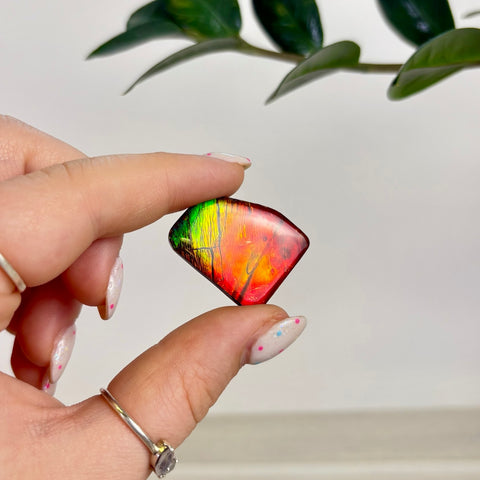 Rare Ammolite Cabochon