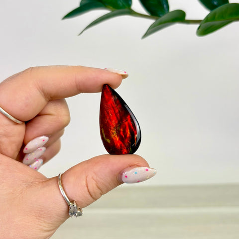 Rare Ammolite Cabochon