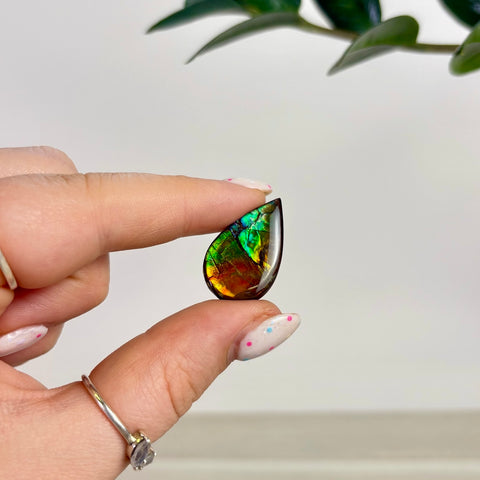 Rare Ammolite Cabochon