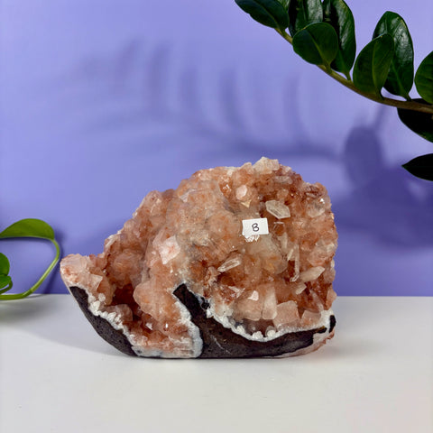 Red Snapper Chalcedony