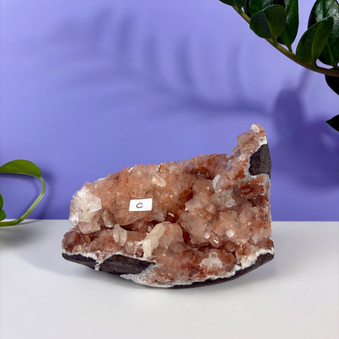 Red Snapper Chalcedony